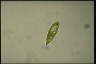 Euglena