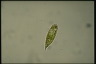 Euglena