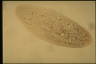 Paramecium multimicronucleatum