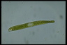 Euglena ehrenbergii