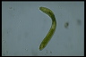 Euglena ehrenbergii