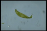 Euglena spirogyra