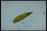 Euglena spirogyra