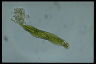 Euglena oxyuris