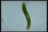 Euglena ehrenbergii