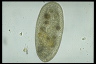 Frontonia leucas