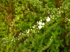 O[p[N LiM Spiraea thunbergii