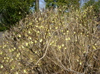 XьΓ qEK~YL Corylopsis pauciflora