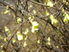 XьΓ qEK~YL Corylopsis pauciflora