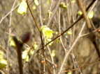 XьΓ qEK~YL Corylopsis pauciflora