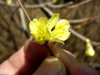 XьΓ qEK~YL Corylopsis pauciflora