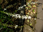 XьΓ LiM Spiraea thunbergii