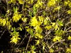 ȊwLO ME Forsythia viridissima