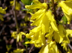 ȊwLO ME Forsythia viridissima