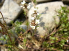 ^lcPoi Cardamine flexuosa