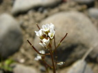 ^lcPoi Cardamine flexuosa