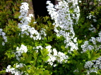 [Vr LiM Spiraea thunbergii