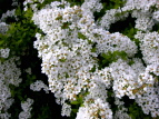 zJ LiM Spiraea thunbergii