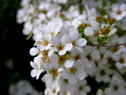 zJ LiM Spiraea thunbergii