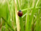 iizVegE@Coccinella septempunctata