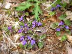 L\E@Ajuga decumbens