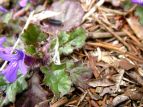 L\E@Ajuga decumbens