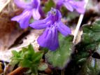 L\E@Ajuga decumbens