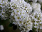 Rr LiM Spiraea thunbergii