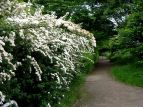 Rr LiM Spiraea thunbergii