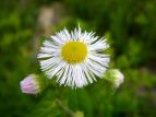 nWI Erigeron philadelphicus