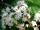 S}M Viburnum sieboldii