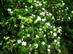 S}M Viburnum sieboldii