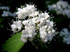 K}Y~ Viburnum dilatatum