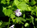 JLhIV Glechoma hederacea