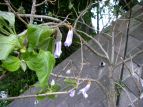 L  Paulownia tomentosa