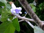 L  Paulownia tomentosa