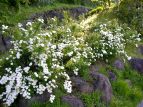 Rf} Spiraea camtoniensis