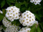 e LiM Spiraea thunbergii