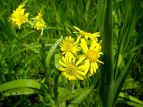 ̌ ~YMN Inula ciliaris