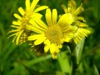 ̌ ~YMN Inula ciliaris