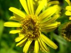 ̌ ~YMN Inula ciliaris