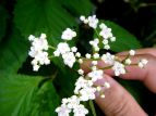 ~}K}Y~ Viburnum wrightii