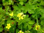  wrC`S Duchesnea chrysantha