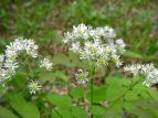 J}c\E Thalictrum aquilegifolium