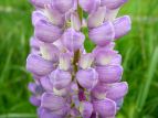 siX Lupinus polyphyllus