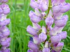 siX Lupinus polyphyllus