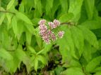 coqh Eupatorium chinense