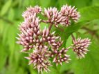 coqh Eupatorium chinense