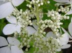 mEcM Hydrangea paniculata