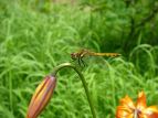 ALAJl Sympetrum frequens